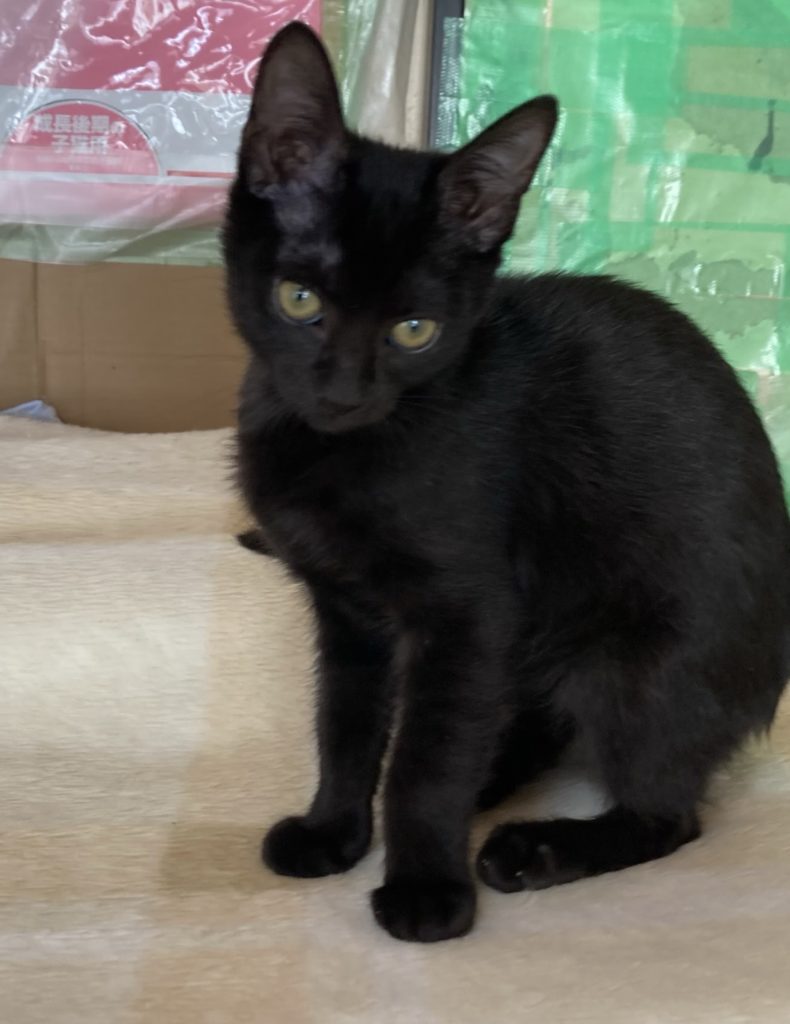 樹（たつき）くん　♂