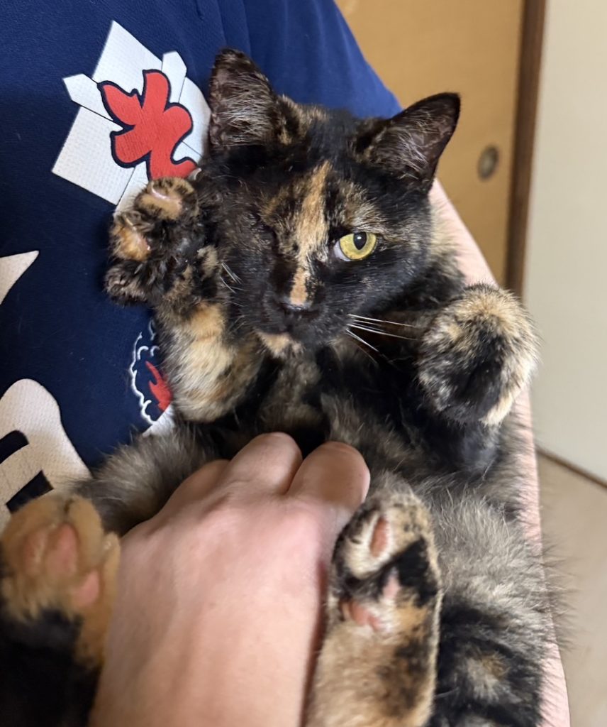 ウインクちゃん　♀