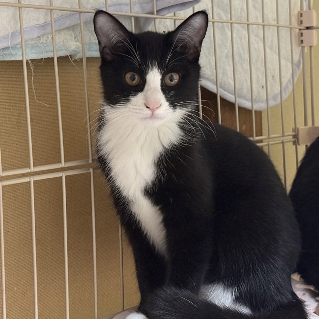 はっちちゃん　♀