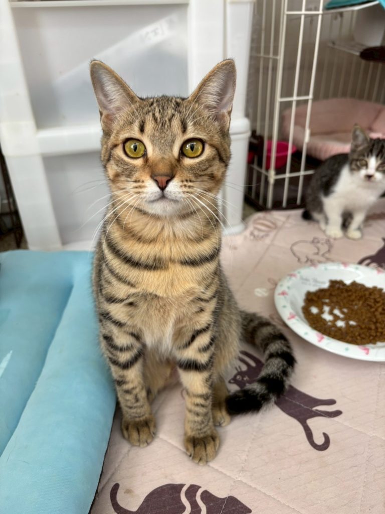 ビィ〜ナちゃん　♀