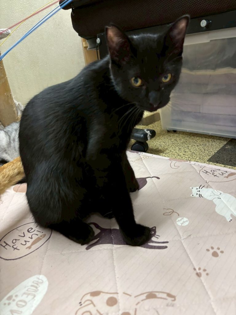 大黒（だいこく）くん　♂