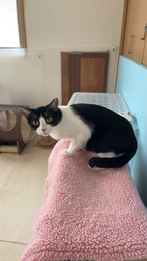 ふじちゃん　♀