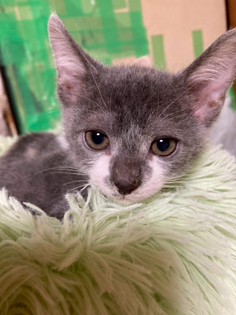 ジェリーくん　♂