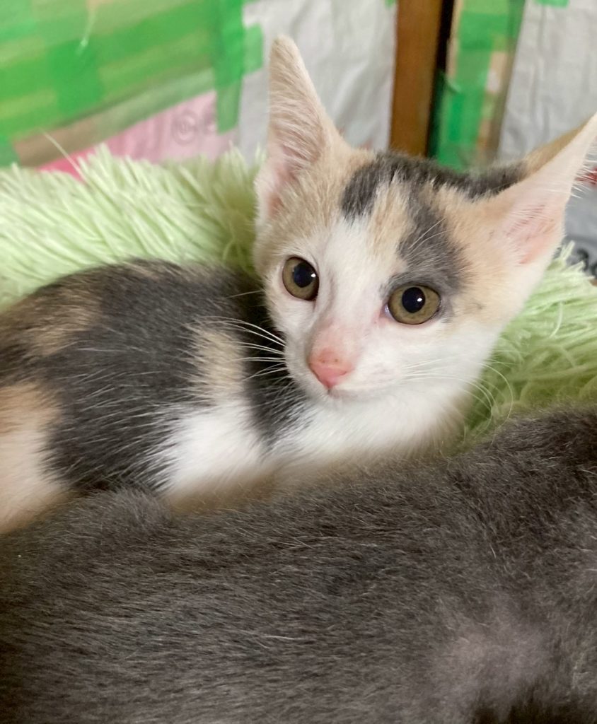 ソフィちゃん　♀