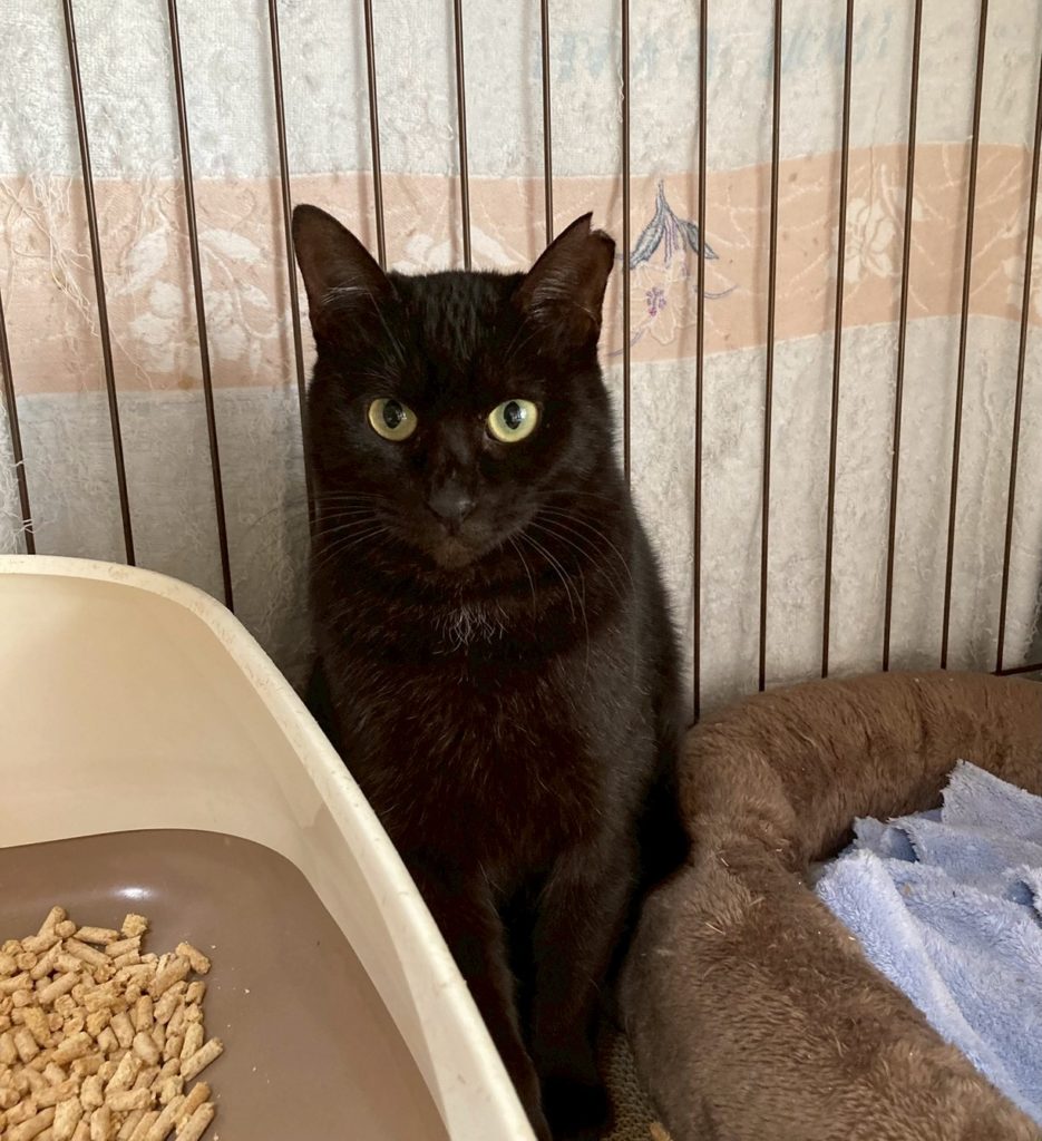 しずかちゃん　♀