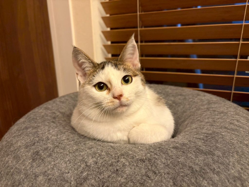 しのちゃん　♀