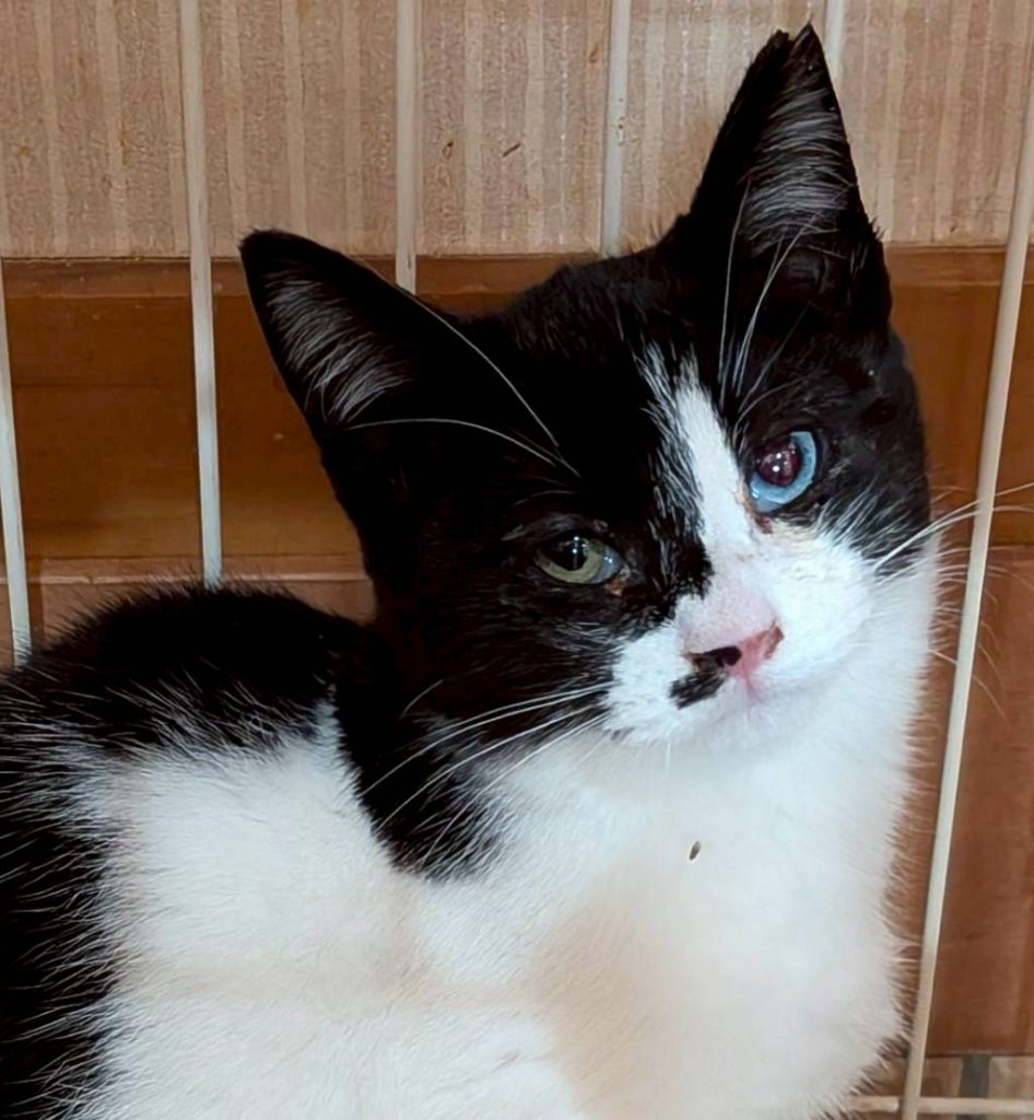 あけびちゃん　♀