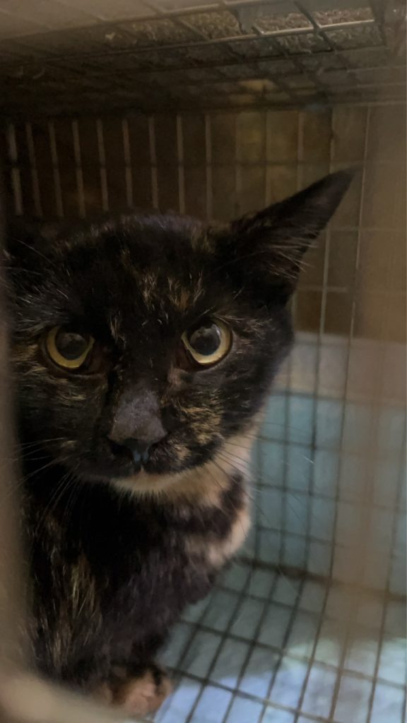 ひじきちゃん　♀