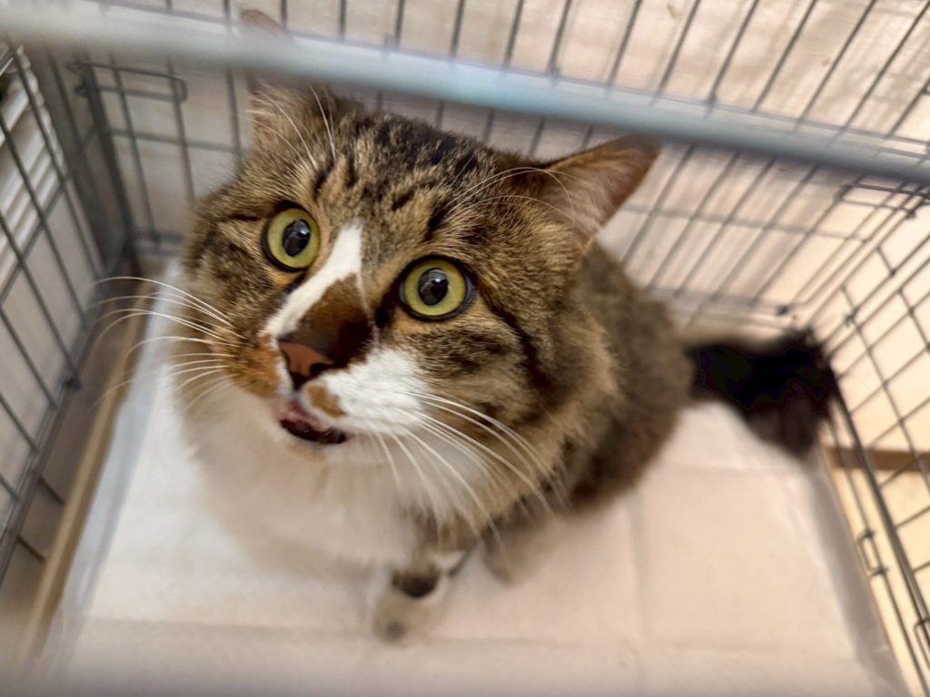 モップくん　♂