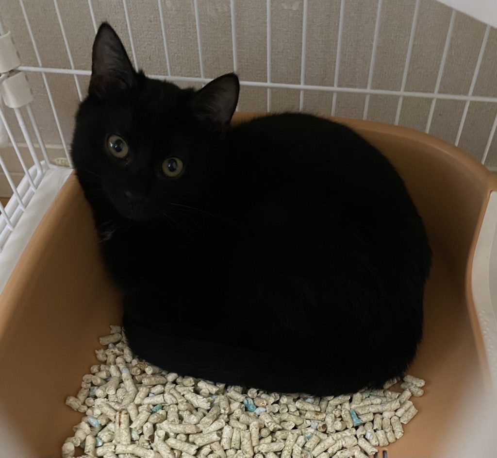 二海ちゃん　♀