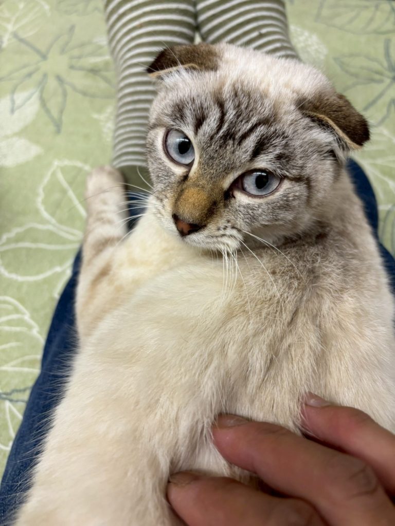 チャムちゃん　♀