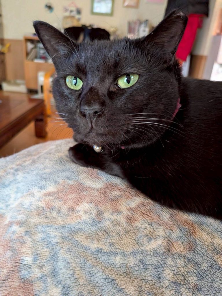 モアナちゃん　♀