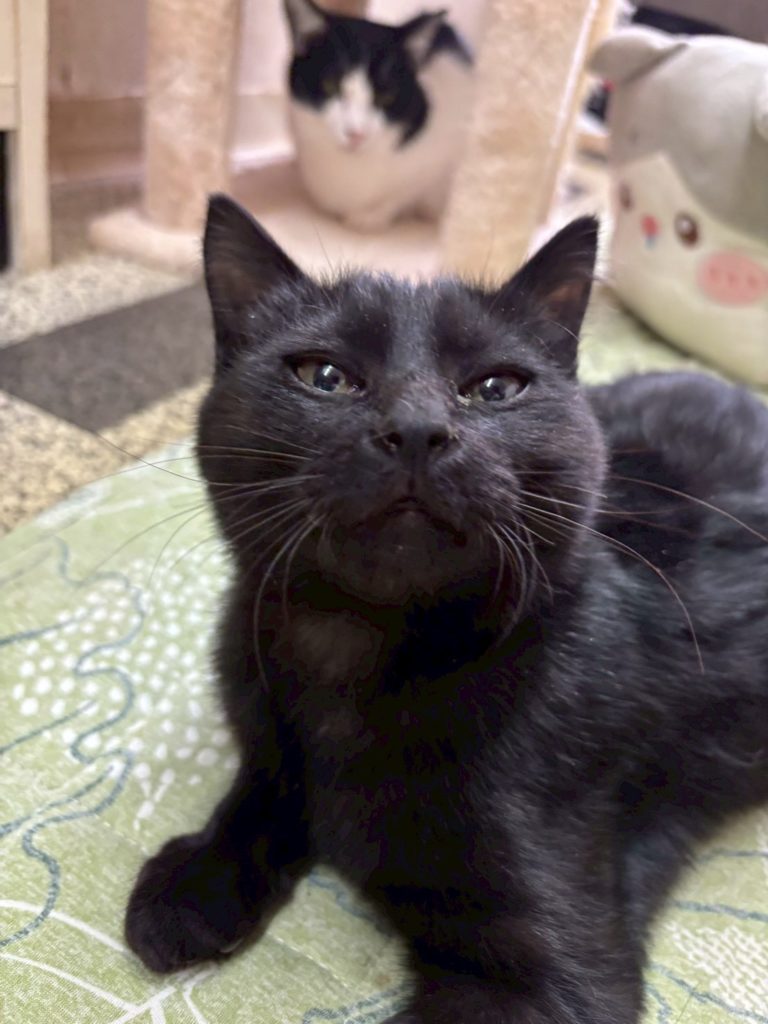 チョコくん　♂