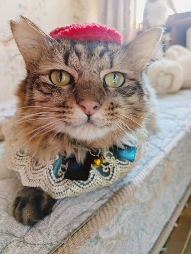 もこみちくん　♂