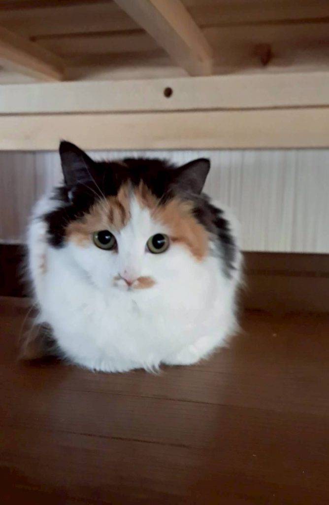 ふうかちゃん　♀