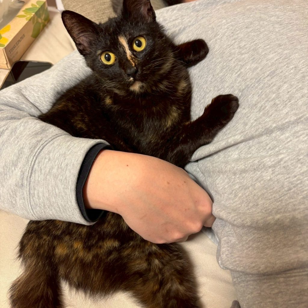 ちびくまちゃん　♀